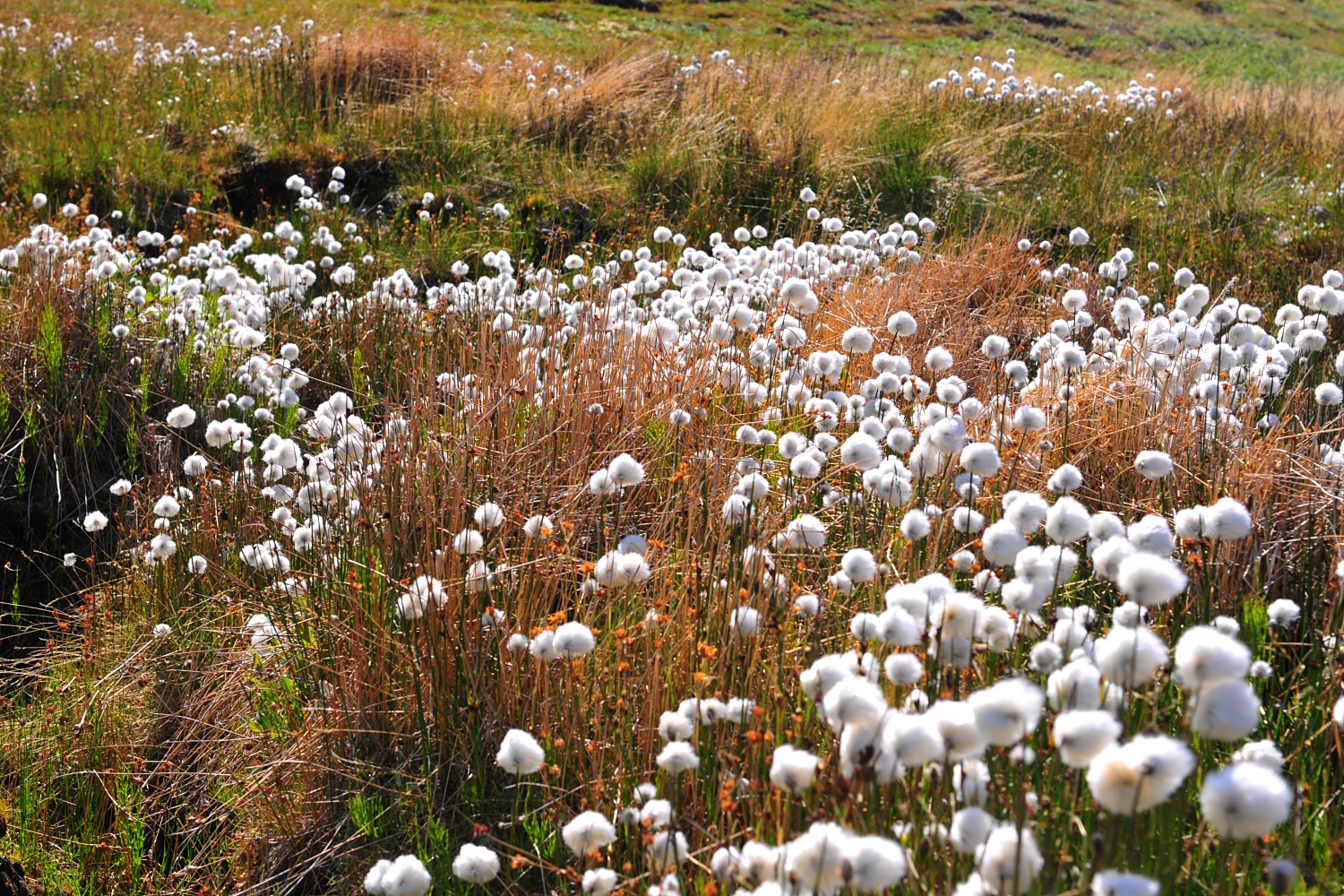 Image 91