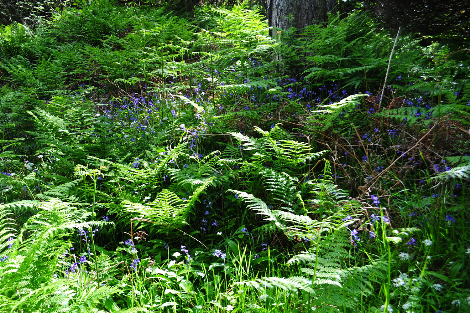 Image 66