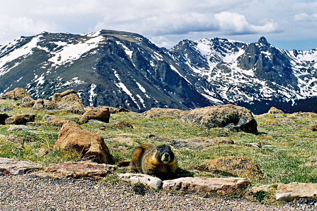 Rocky Mountain