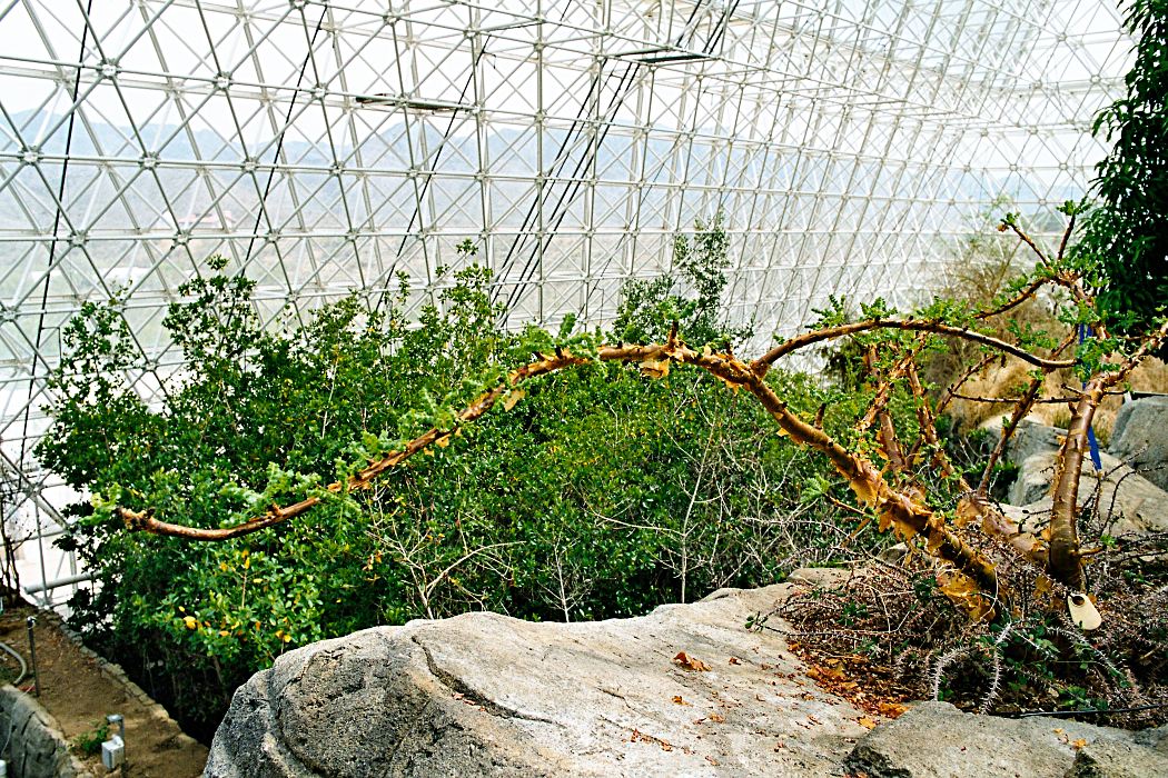 Biosphere 2