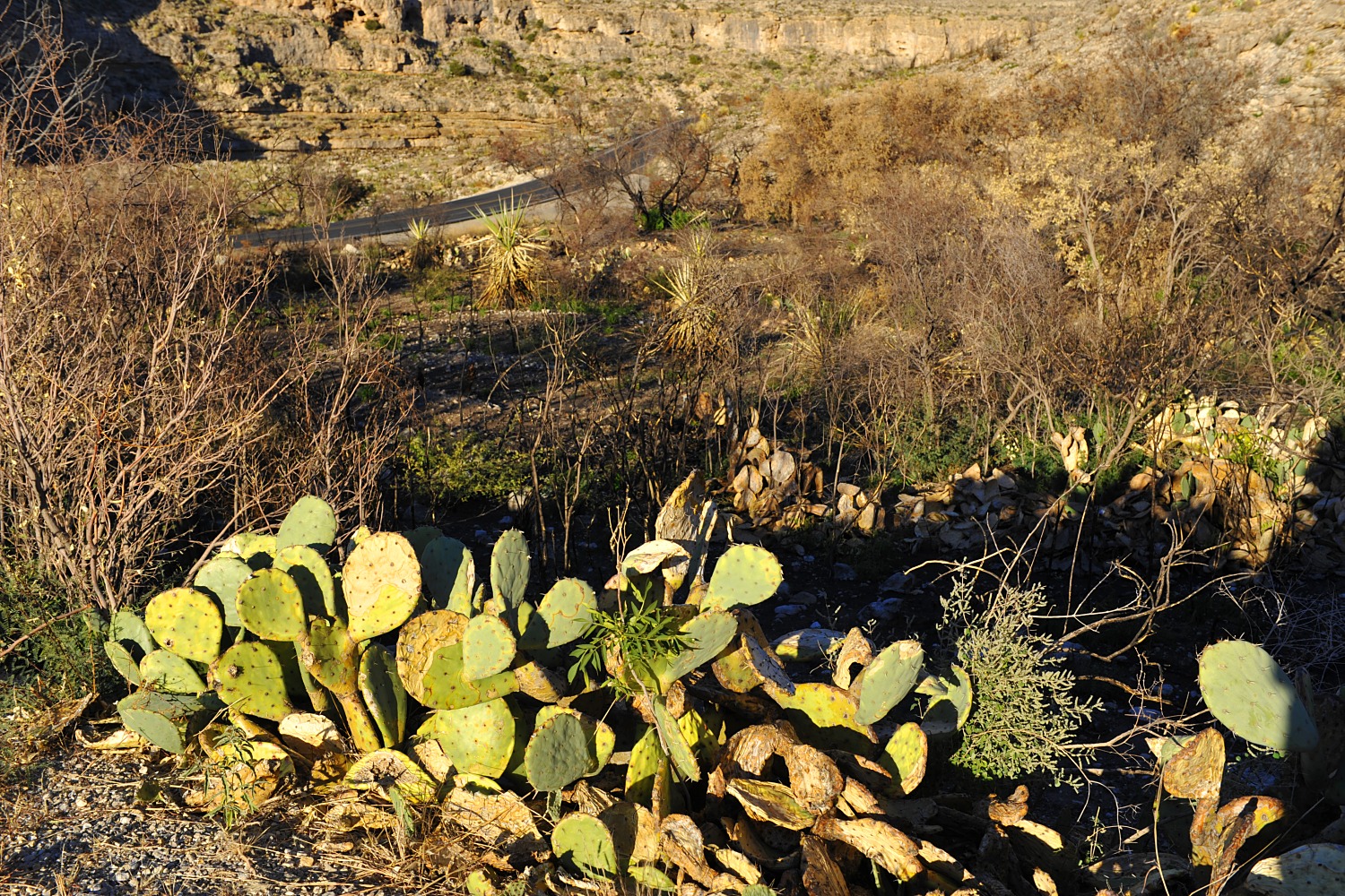 Image 4